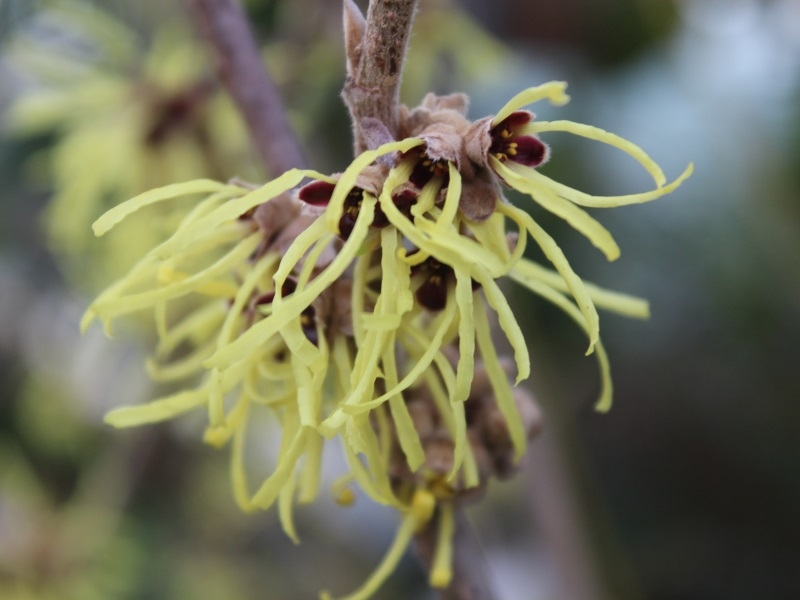 Hamamelis x intermedia 'Pallida' 4L-22599