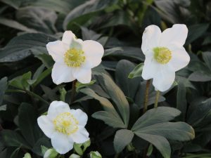 Helleborus niger 1.5L pot-0