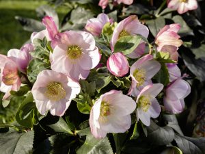 Helleborus x lemperii (Winter Ballet Series) HGC' Lola'-0