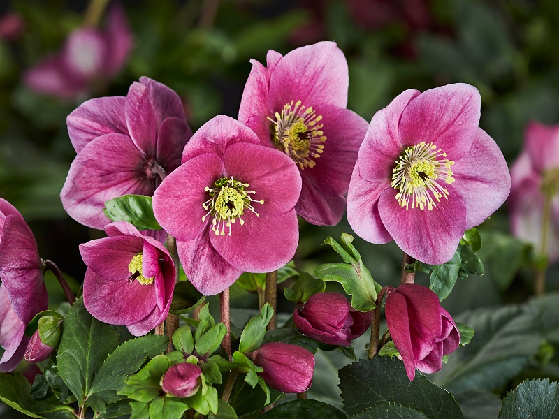 Helleborus x lemperii (Winter Ballet Series) HGC' Lulu'-0