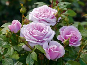 Rosa Hybrid Tea 'Hopes and Dreams' (Tan l 4833)-0
