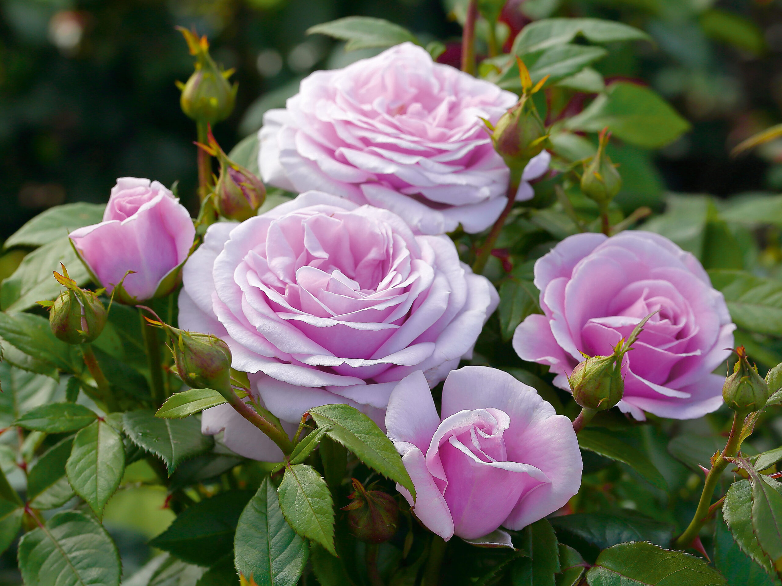 Rosa Hybrid Tea 'Hopes and Dreams' (Tan l 4833)-0