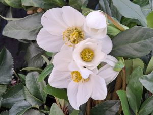 Helleborus niger HGC 'Jesse'-0