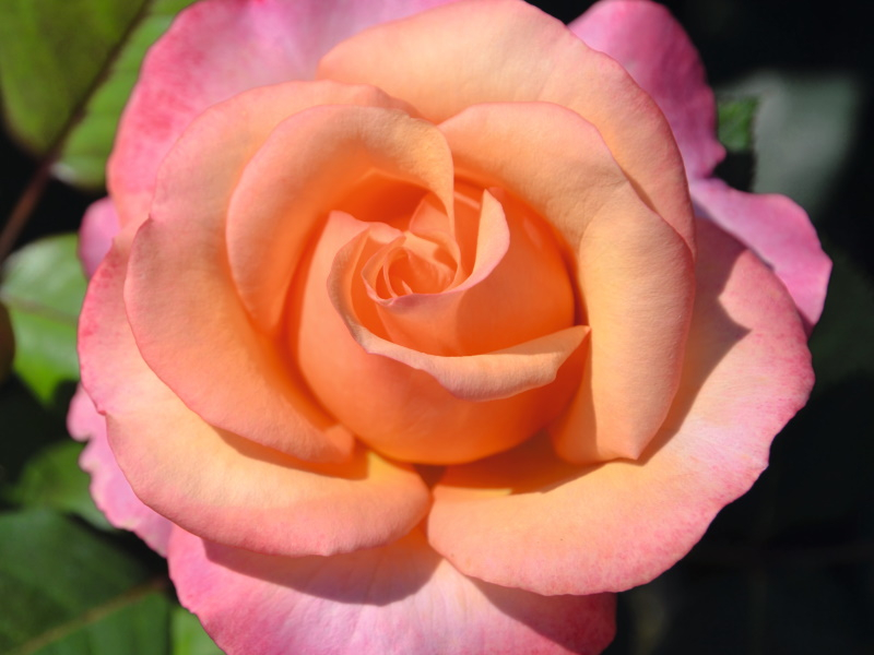 Rosa Hybrid Tea 'Magic Harlequin' (Saloon)-0