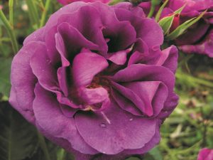 Rosa floribunda Minerva (Vissancar)-0