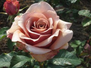 Rosa Hybrid Tea 'Mocha-Rosa' (Frywitty)-0