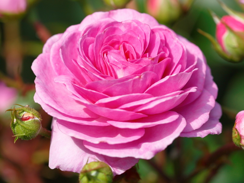 Rosa climbing 'Ozeana'-0