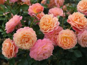 Rosa climbing 'Peach Melba' (Kormelpea)-0