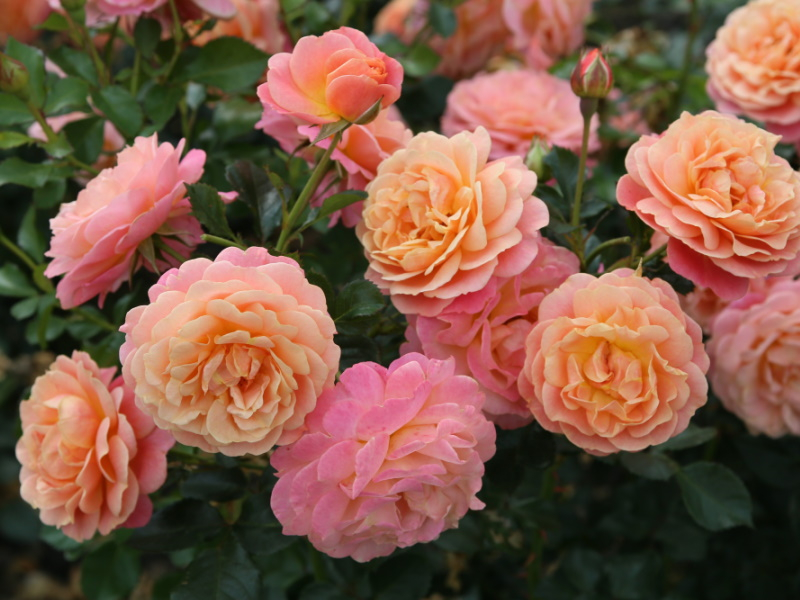 Rosa climbing 'Peach Melba' (Kormelpea)-0
