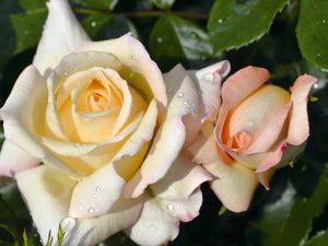 Rosa floribunda 'Special Day' (Noack2008)-0