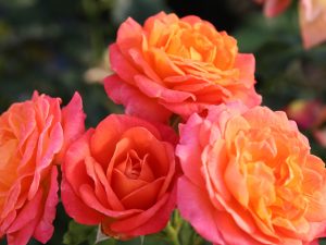 Rosa Hybrid Tea 'Volcano' (Korcolipas)-0