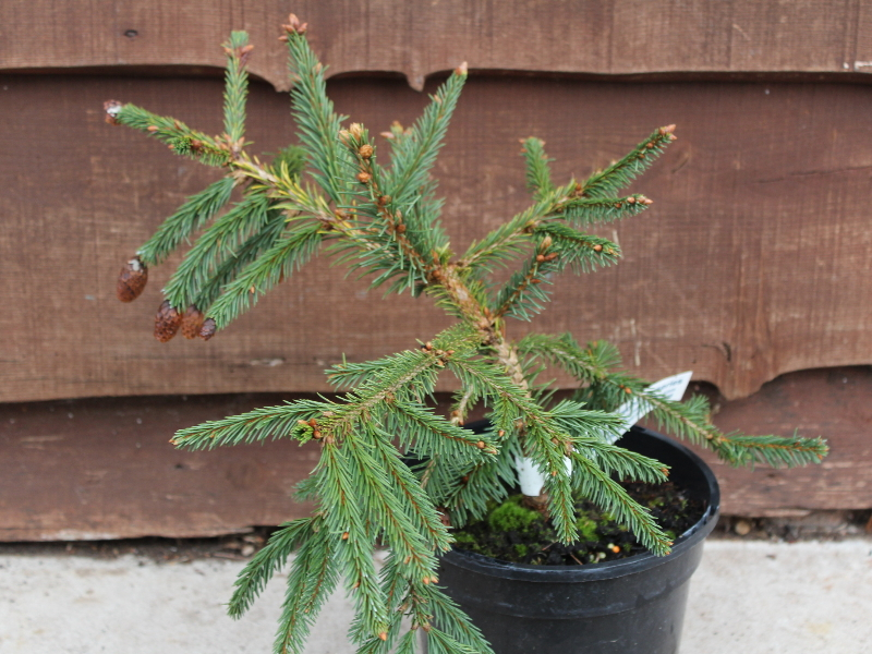 Picea abies 'Acrocona'-0