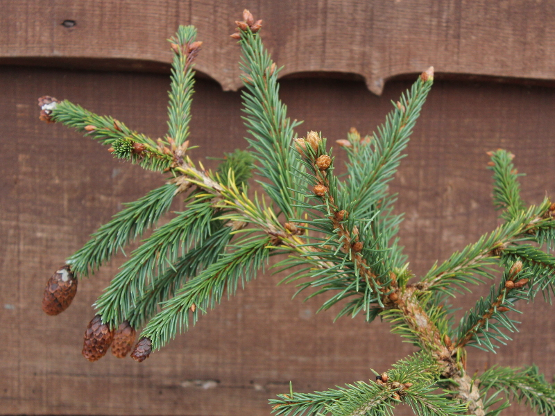 Picea abies 'Acrocona'-22845