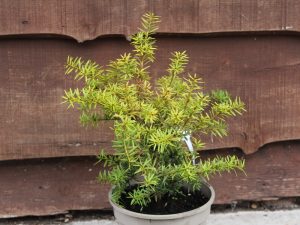 Podocarpus totara 'Aurea'-0