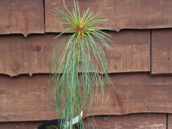 Pinus bhutanica-0