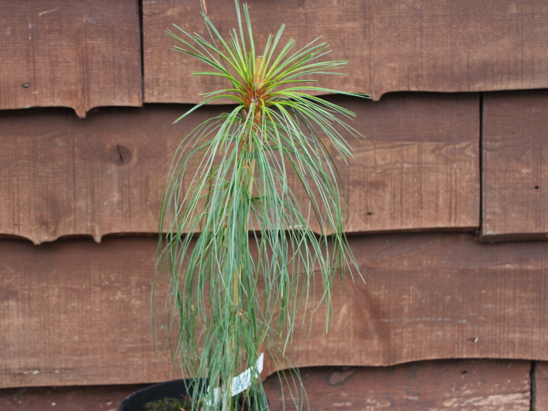 Pinus bhutanica-0