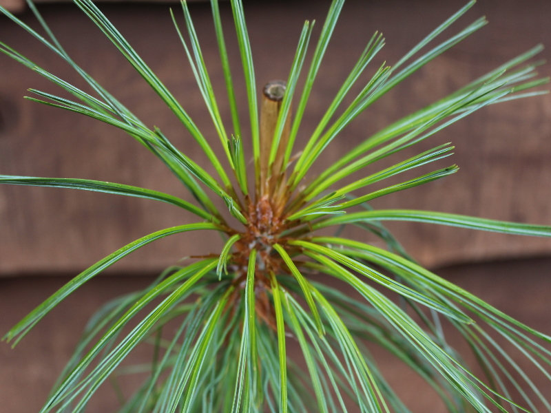 Pinus bhutanica-22843