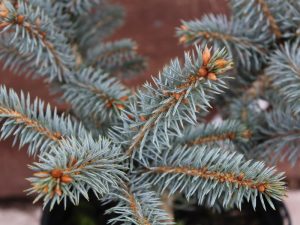 Picea pungens 'Blue Trinket'-0