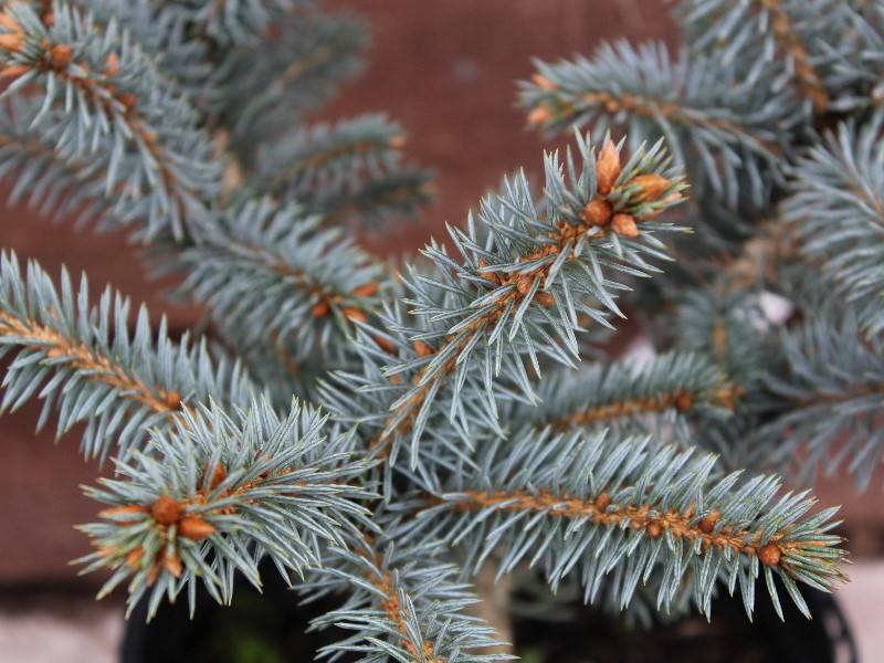 Picea pungens 'Blue Trinket'-0