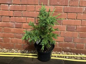 Chamaecyparis obtusa 'Lycopodioides'-0