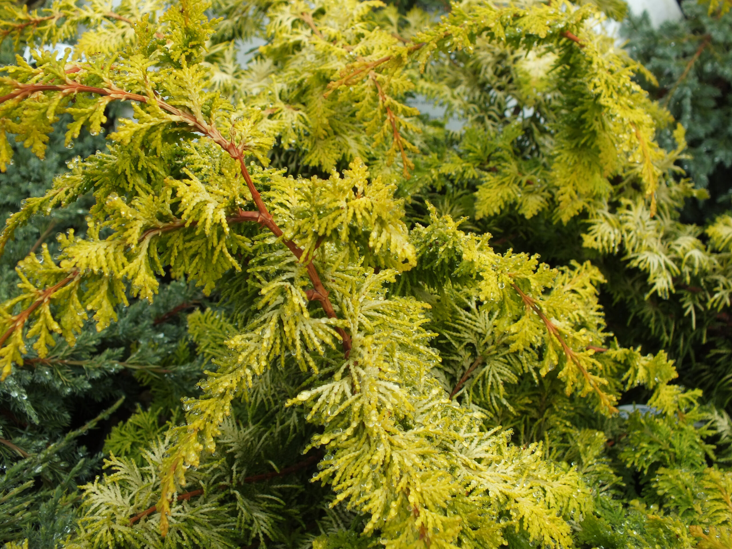 Chamaecyparis obtusa 'Fernspray Gold' AGM-25649