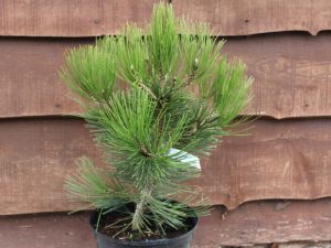 Pinus heldreichii 'Compact Gem' AGM-0