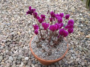 Cyclamen hederifolium 'Red Sky'-0