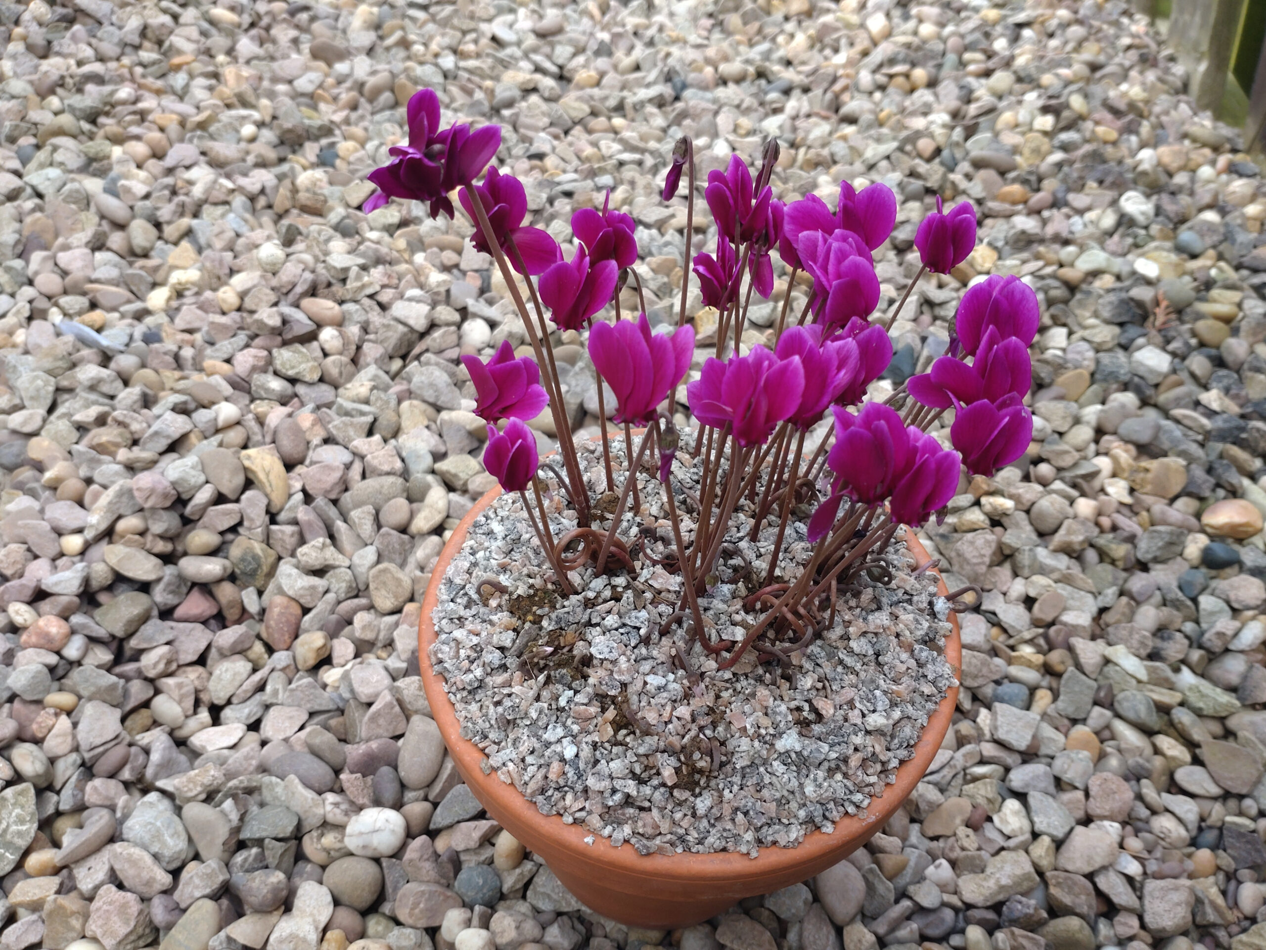 Cyclamen hederifolium 'Red Sky'-0