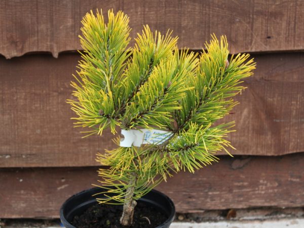Pinus mugo 'Dezember Gold'-0