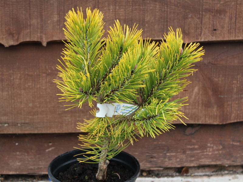 Pinus mugo 'Dezember Gold'-0