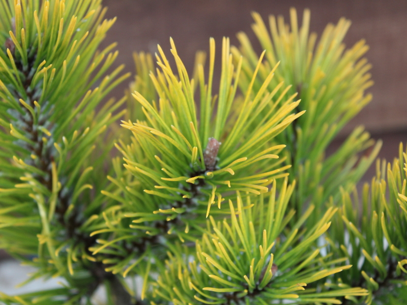 Pinus mugo 'Dezember Gold'-22853