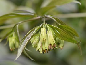Disporum longistylum 'Night Heron'-0