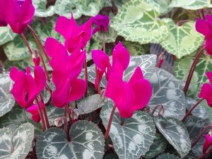 Cyclamen persicum ex 'Tilebarn Karpathos'-0
