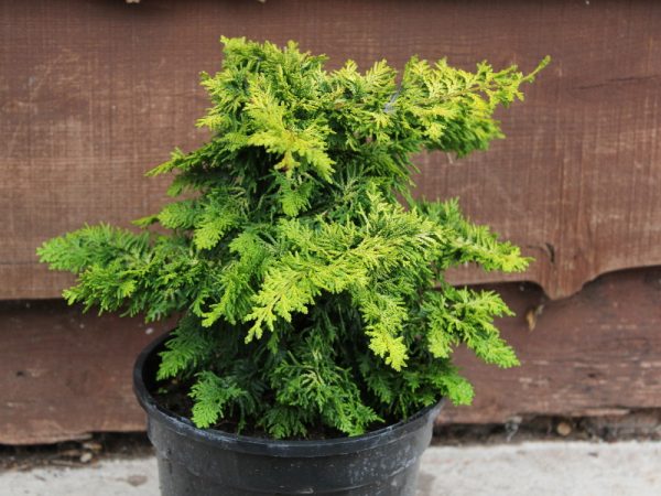 Chamaecyparis obtusa 'Fernspray Gold' AGM-0