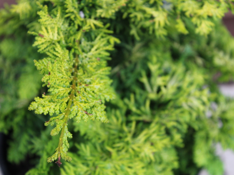 Chamaecyparis obtusa 'Fernspray Gold' AGM-22849