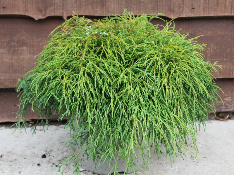 Chamaecyparis pisifera 'Filifera Nana'-0