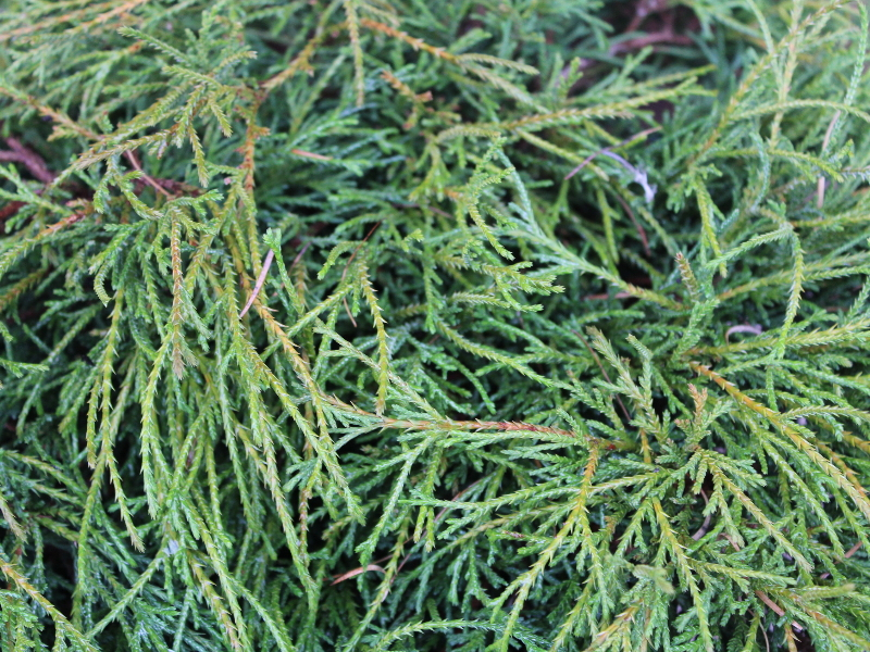 Chamaecyparis pisifera 'Filifera Nana'-22857