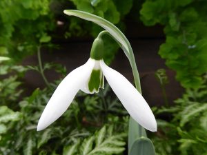Galanthus elwesii 'Margaret Owen'-0
