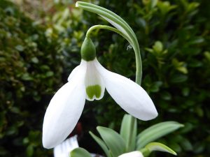 Galanthus elwesii var. monostictus 'W.A.Mozart'-0