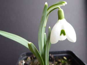 Galanthus 'Rodmarton Arcturus'-0