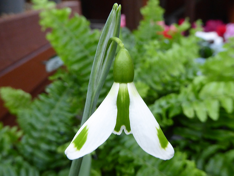 Galanthus plicatus 'The Wizard'-0
