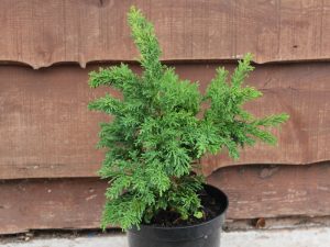Cryptomeria japonica 'Green Pearl'-0