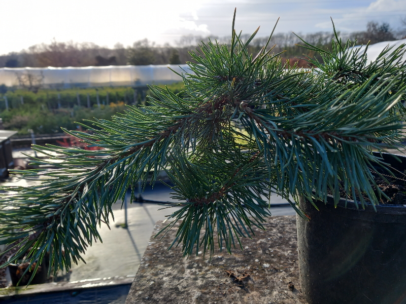 Pinus sylvestris 'Hillside Creeper'-22804