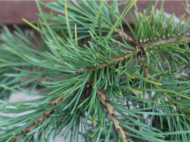 Pinus sylvestris 'Hillside Creeper'-22839