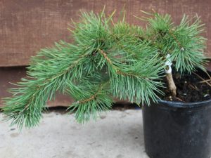 Pinus sylvestris 'Hillside Creeper'-0