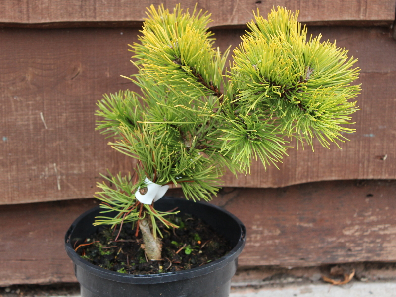 Pinus mugo 'Jalubi'-22833