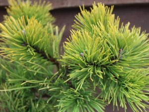 Pinus mugo 'Jalubi'-0