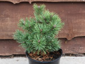 Pinus mugo 'Minikin'-0