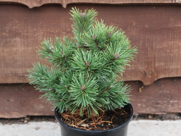 Pinus mugo 'Minikin'-0