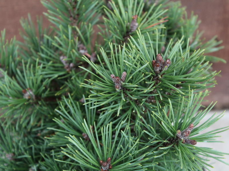 Pinus mugo 'Minikin'-22869